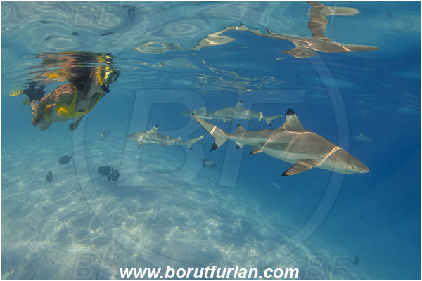 French Polynesia, Society Islands, Moorea, Pacific ocean, Carcharhinus melanopterus, Carcharhinus, Carcharhinidae, Elasmobranchii, Blacktip Reef Shark, Shark, Fish, Sand, Reflection, Snorkeling, Breath-hold diving, Apnea, Girl, Swimming suit