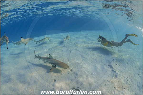French Polynesia, Society Islands, Moorea, Pacific ocean, Carcharhinus melanopterus, Carcharhinus, Carcharhinidae, Elasmobranchii, Blacktip Reef Shark, Shark, Fish, Sand, Snorkeling, Breath-hold diving, Apnea, Girl, Swimming suit