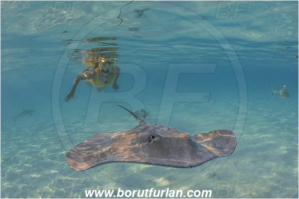 French Polynesia, Society Islands, Moorea, Pacific ocean, Pateobatis fai, Pateobatis, Dasyatidae, Elasmobranchii, Pink Whipray, Stingray, Fish, Sand, Snorkeling, Breath-hold diving, Apnea, Girl, Swimming suit
