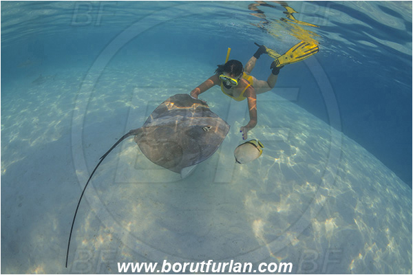 French Polynesia, Society Islands, Moorea, Pacific ocean, Pateobatis fai, Pateobatis, Dasyatidae, Elasmobranchii, Pink Whipray, Stingray, Fish, Sand, Snorkeling, Breath-hold diving, Apnea, Girl, Swimming suit