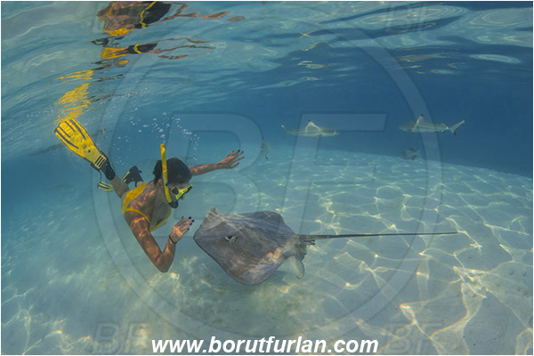 French Polynesia, Society Islands, Moorea, Pacific ocean, Pateobatis fai, Pateobatis, Dasyatidae, Elasmobranchii, Pink Whipray, Stingray, Fish, Sand, Snorkeling, Breath-hold diving, Apnea, Girl, Swimming suit