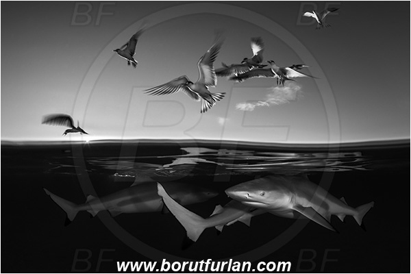 French Polynesia, Society Islands, Moorea, Pacific ocean, Carcharhinus melanopterus, Carcharhinus, Carcharhinidae, Elasmobranchii, Blacktip Reef Shark, Shark, Fish, Over-under, Split-shot, Black&white, Sterna bergii, Sterna, Laridae, Greater crested tern, Tern, Bird