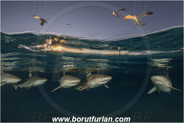 French Polynesia, Society Islands, Moorea, Pacific ocean, Carcharhinus melanopterus, Carcharhinus, Carcharhinidae, Elasmobranchii, Blacktip Reef Shark, Shark, Fish, Over-under, Split-shot, Sterna bergii, Sterna, Laridae, Greater crested tern, Tern, Bird