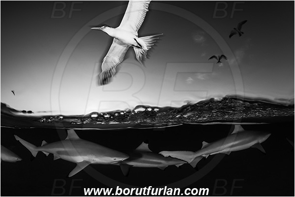 French Polynesia, Society Islands, Moorea, Pacific ocean, Carcharhinus melanopterus, Carcharhinus, Carcharhinidae, Elasmobranchii, Blacktip Reef Shark, Shark, Fish, Over-under, Split-shot, Black&white, Sterna bergii, Sterna, Laridae, Greater crested tern, Tern, Bird