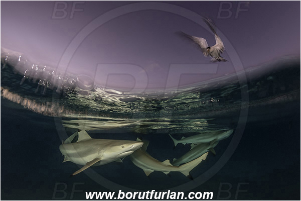 French Polynesia, Society Islands, Moorea, Pacific ocean, Carcharhinus melanopterus, Carcharhinus, Carcharhinidae, Elasmobranchii, Blacktip Reef Shark, Shark, Fish, Over-under, Split-shot, Sterna bergii, Sterna, Laridae, Greater crested tern, Tern, Bird