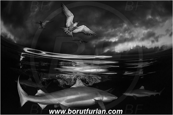 French Polynesia, Society Islands, Moorea, Pacific ocean, Carcharhinus melanopterus, Carcharhinus, Carcharhinidae, Elasmobranchii, Blacktip Reef Shark, Shark, Fish, Over-under, Split-shot, Black&white, Sterna bergii, Sterna, Laridae, Greater crested tern, Tern, Bird