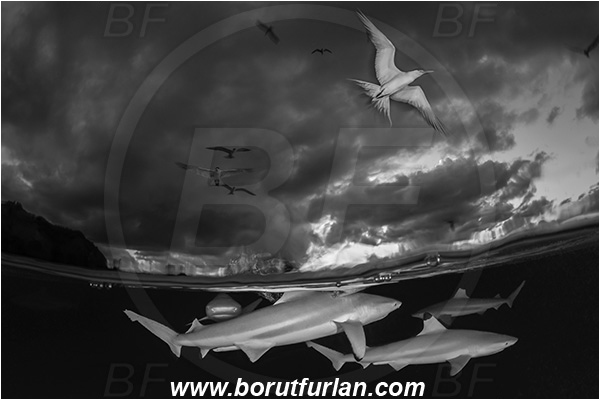 French Polynesia, Society Islands, Moorea, Pacific ocean, Carcharhinus melanopterus, Carcharhinus, Carcharhinidae, Elasmobranchii, Blacktip Reef Shark, Shark, Fish, Over-under, Split-shot, Black&white, Sterna bergii, Sterna, Laridae, Greater crested tern, Tern, Bird