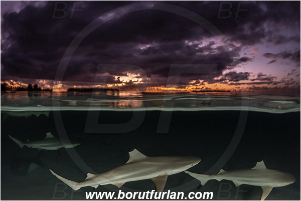 French Polynesia, Society Islands, Moorea, Pacific ocean, Carcharhinus melanopterus, Carcharhinus, Carcharhinidae, Elasmobranchii, Blacktip Reef Shark, Shark, Fish, Over-under, Split-shot, Night