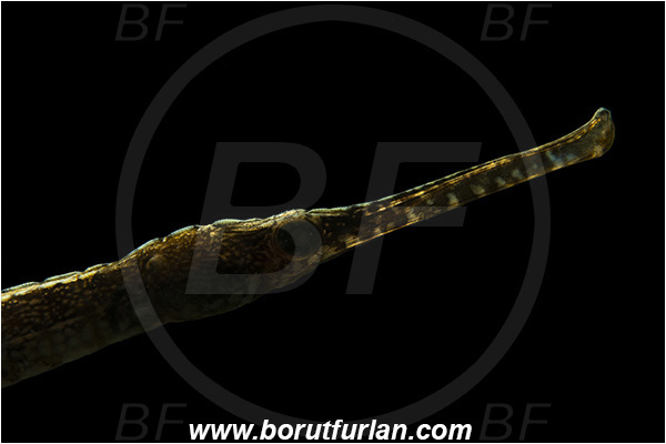 Fiesa, Slovenia, Adriatic sea, Mediterranean sea, Syngnathus sp., Syngnathus, Syngnathidae, Pipefish, Fish, Portrait, Backlight, Backlit
