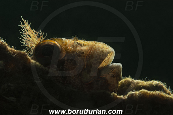 Fiesa, Slovenia, Adriatic sea, Mediterranean sea, Parablennius gattorugine, Parablennius, Blenniidae, Tompot blenny, Blenny, Fish, Portrait, Backlight, Backlit