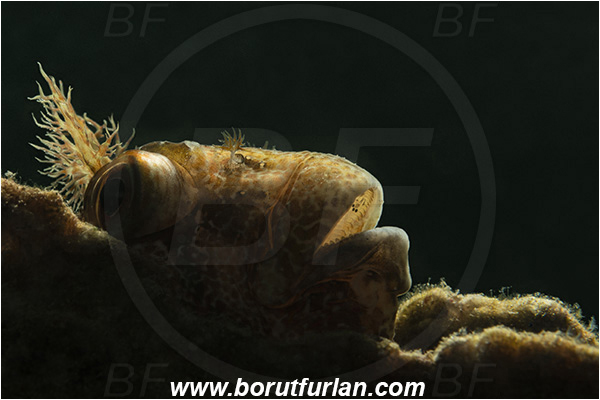 Fiesa, Slovenia, Adriatic sea, Mediterranean sea, Parablennius gattorugine, Parablennius, Blenniidae, Tompot blenny, Blenny, Fish, Portrait, Backlight, Backlit