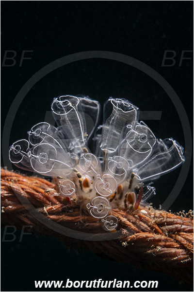 Fiesa, Slovenia, Adriatic sea, Mediterranean sea, Diazona violacea, Diazona, Diazonidae, Football sea squirt, Sea squirt, Ascidiacea, Tunicata, Tunicate, Backlight, Backlit