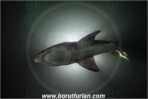 Aliwal shoal, Umkomaas, South Africa, Indian ocean, Carcharias taurus, Carcharias, Odontaspididae, Elasmobranchii, Sand tiger shark, Spotted ragged-tooth shark, Shark, Fish, Backlight, Backlit
