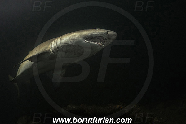 Aliwal shoal, Umkomaas, South Africa, Indian ocean, Carcharias taurus, Carcharias, Odontaspididae, Elasmobranchii, Sand tiger shark, Spotted ragged-tooth shark, Shark, Fish, Backlight, Backlit