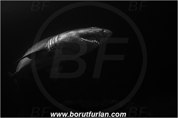 Aliwal shoal, Umkomaas, South Africa, Indian ocean, Carcharias taurus, Carcharias, Odontaspididae, Elasmobranchii, Sand tiger shark, Spotted ragged-tooth shark, Shark, Fish, Backlight, Backlit, Black&white