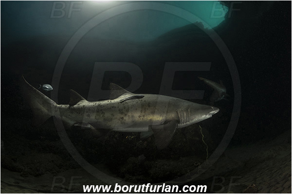 Aliwal shoal, Umkomaas, South Africa, Indian ocean, Carcharias taurus, Carcharias, Odontaspididae, Elasmobranchii, Sand tiger shark, Spotted ragged-tooth shark, Shark, Fish, Reef, Cave, Backlight, Backlit