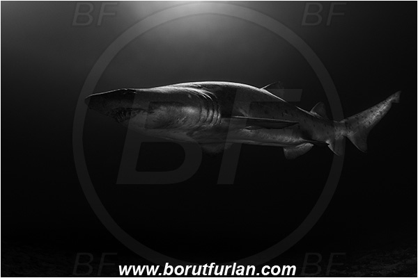 Aliwal shoal, Umkomaas, South Africa, Indian ocean, Carcharias taurus, Carcharias, Odontaspididae, Elasmobranchii, Sand tiger shark, Spotted ragged-tooth shark, Shark, Fish, Reef, Backlight, Backlit, Black&white