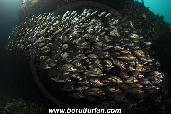 Aliwal shoal, Umkomaas, South Africa, Indian ocean, Pomadasys striatus, Pomadasys, Haemulidae, Striped grunter, Grunter, Fish, Fish school, Reef, Backlight, Backlit