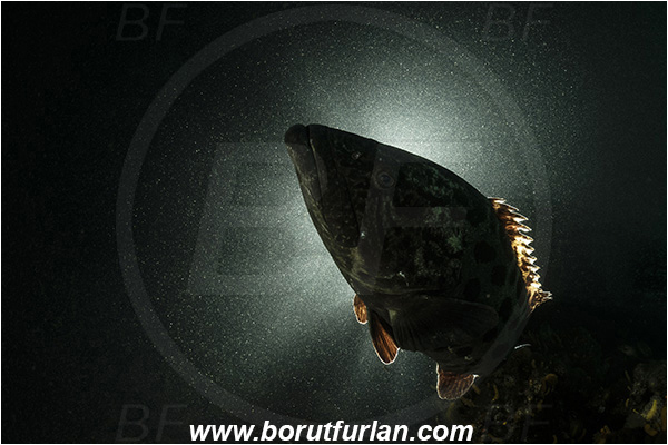 Aliwal shoal, Umkomaas, South Africa, Indian ocean, Epinephelus tukula, Epinephelus, Serranidae, Potato grouper, Grouper, Fish, Backlight, Backlit