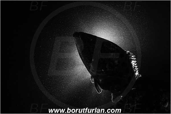 Aliwal shoal, Umkomaas, South Africa, Indian ocean, Epinephelus tukula, Epinephelus, Serranidae, Potato grouper, Grouper, Fish, Backlight, Backlit, Black&white