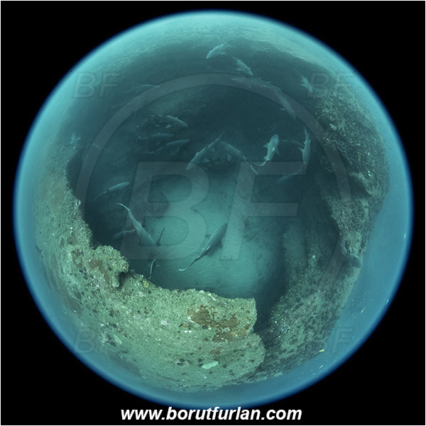 Aliwal shoal, Umkomaas, South Africa, Indian ocean, Carcharias taurus, Carcharias, Odontaspididae, Elasmobranchii, Sand tiger shark, Spotted ragged-tooth shark, Shark, Fish, Reef, Cave, Circular Image, Circular Fisheye lens, Fish school
