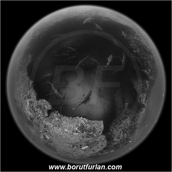 Aliwal shoal, Umkomaas, South Africa, Indian ocean, Carcharias taurus, Carcharias, Odontaspididae, Elasmobranchii, Sand tiger shark, Spotted ragged-tooth shark, Shark, Fish, Reef, Cave, Circular Image, Circular Fisheye lens, Fish school, Black&white