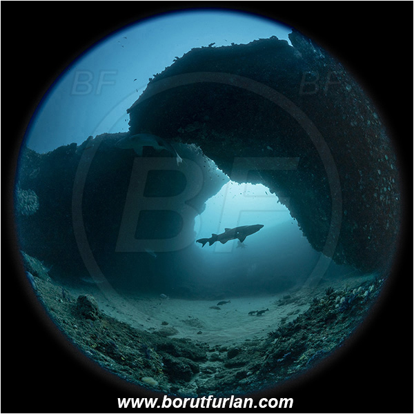 Aliwal shoal, Umkomaas, South Africa, Indian ocean, Carcharias taurus, Carcharias, Odontaspididae, Elasmobranchii, Sand tiger shark, Spotted ragged-tooth shark, Shark, Fish, Reef, Cave, Circular Image, Circular Fisheye lens