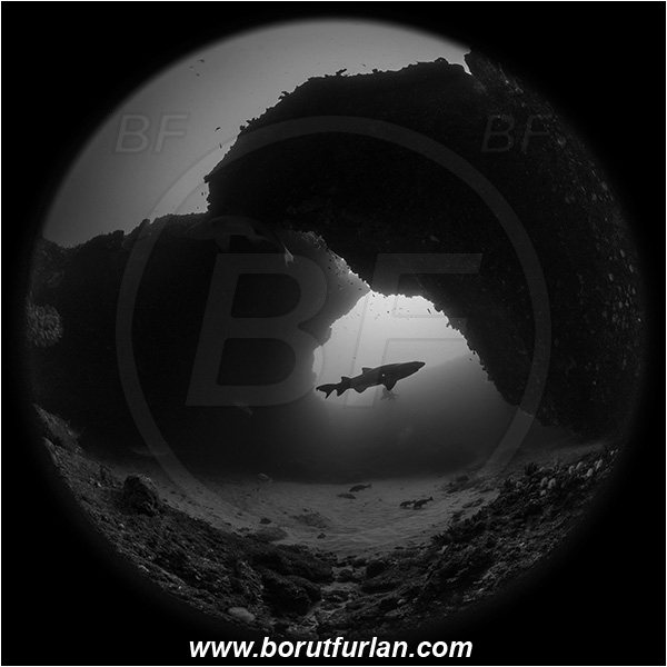 Aliwal shoal, Umkomaas, South Africa, Indian ocean, Carcharias taurus, Carcharias, Odontaspididae, Elasmobranchii, Sand tiger shark, Spotted ragged-tooth shark, Shark, Fish, Reef, Cave, Circular Image, Circular Fisheye lens, Black&white