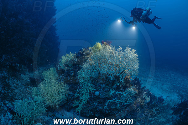 Island Svetac, Croatia, Adriatic sea, Mediterranean sea, Savalia savaglia, Savalia, Parazoanthidae, Mediterranean Gold Coral, False Mediterranean Black Coral, Sea fan, Coral, Cnidaria, Cnidarian, Reef, Backlight, Backlit, Diver, Technical diver
