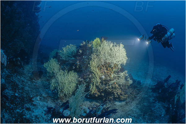 Island Svetac, Croatia, Adriatic sea, Mediterranean sea, Savalia savaglia, Savalia, Parazoanthidae, Mediterranean Gold Coral, False Mediterranean Black Coral, Sea fan, Coral, Cnidaria, Cnidarian, Reef, Diver, Technical diver
