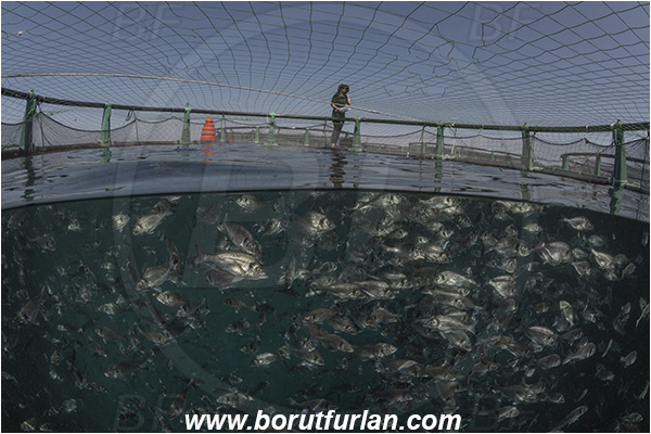 Secovlje, Slovenia, Adriatic sea, Mediterranean sea, Sparus aurata, Sparus, Sparidae, Gilthead seabream, Bream, Fish, Fish school, Fish farm, Fish cage, Over-under, Split-shot