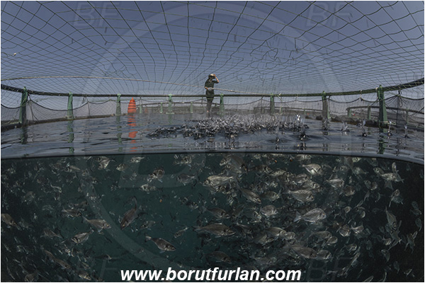 Secovlje, Slovenia, Adriatic sea, Mediterranean sea, Sparus aurata, Sparus, Sparidae, Gilthead seabream, Bream, Fish, Fish school, Fish farm, Fish cage, Over-under, Split-shot