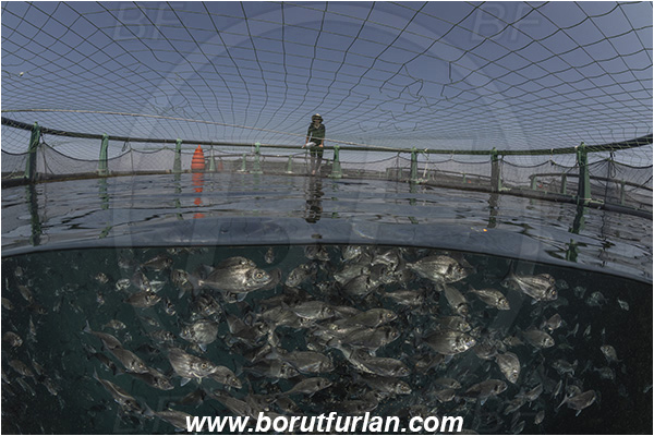 Secovlje, Slovenia, Adriatic sea, Mediterranean sea, Sparus aurata, Sparus, Sparidae, Gilthead seabream, Bream, Fish, Fish school, Fish farm, Fish cage, Over-under, Split-shot