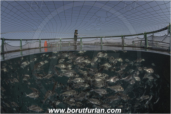 Secovlje, Slovenia, Adriatic sea, Mediterranean sea, Sparus aurata, Sparus, Sparidae, Gilthead seabream, Bream, Fish, Fish school, Fish farm, Fish cage, Over-under, Split-shot