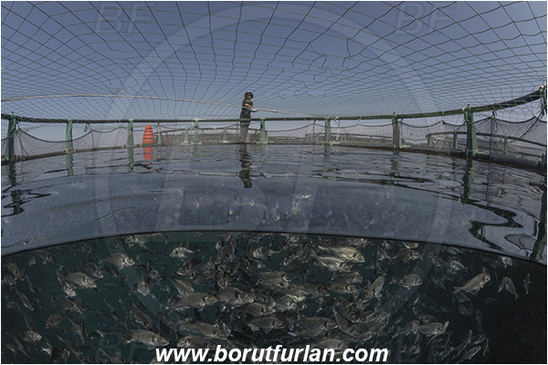 Secovlje, Slovenia, Adriatic sea, Mediterranean sea, Sparus aurata, Sparus, Sparidae, Gilthead seabream, Bream, Fish, Fish school, Fish farm, Fish cage, Over-under, Split-shot