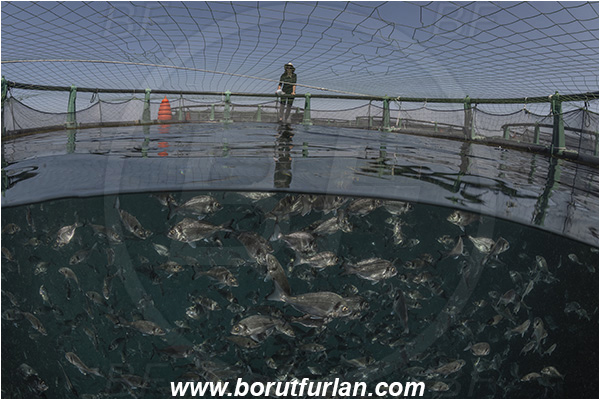 Secovlje, Slovenia, Adriatic sea, Mediterranean sea, Sparus aurata, Sparus, Sparidae, Gilthead seabream, Bream, Fish, Fish school, Fish farm, Fish cage, Over-under, Split-shot