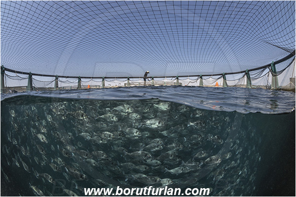 Secovlje, Slovenia, Adriatic sea, Mediterranean sea, Sparus aurata, Sparus, Sparidae, Gilthead seabream, Bream, Fish, Fish school, Fish farm, Fish cage, Over-under, Split-shot