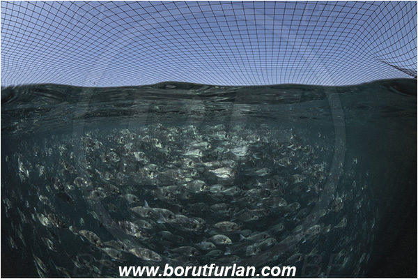 Secovlje, Slovenia, Adriatic sea, Mediterranean sea, Sparus aurata, Sparus, Sparidae, Gilthead seabream, Bream, Fish, Fish school, Fish farm, Fish cage, Over-under, Split-shot