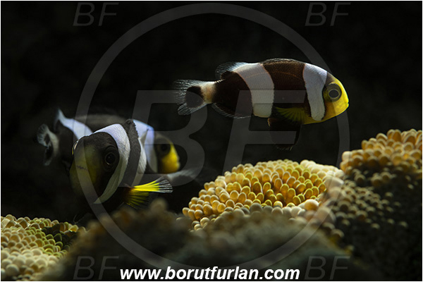 Lembeh strait, Sulawesi, Indonesia, Amphiprion polymnus, Amphiprion, Pomacentridae, Saddleback clownfish, Panda Clownfish, Clownfish, Saddleback Anemonefish, Anemonefish, Fish, Backlit, Backlight