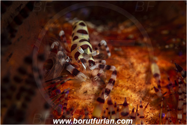 Lembeh strait, Sulawesi, Indonesia, Periclimenes colemani, Periclimenes, Palaemonidae, Decapoda, Coleman