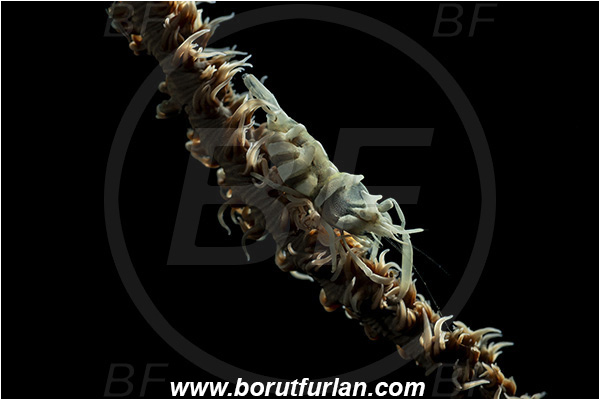 Lembeh strait, Sulawesi, Indonesia, Dasycaris zanzibarica, Dasycaris, Palaemonidae, Decapoda, Zanzibar Whip Coral Shrimp, Shrimp, Crustacea, Crustacean, Backlight, Backlit