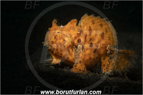 Lembeh strait, Sulawesi, Indonesia, Antennarius pictus, Antennarius, Antennariidae, Painted frogfish, Frogfish, Fish, Spot illuminated