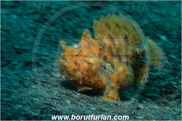Lembeh strait, Sulawesi, Indonesia, Antennarius pictus, Antennarius, Antennariidae, Painted frogfish, Frogfish, Fish, Motion blur