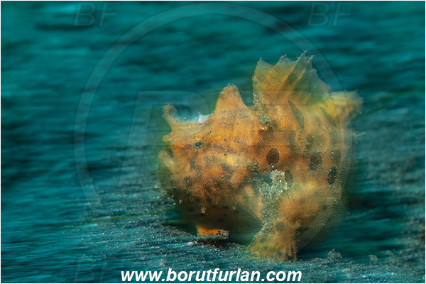 Lembeh strait, Sulawesi, Indonesia, Antennarius pictus, Antennarius, Antennariidae, Painted frogfish, Frogfish, Fish, Motion blur