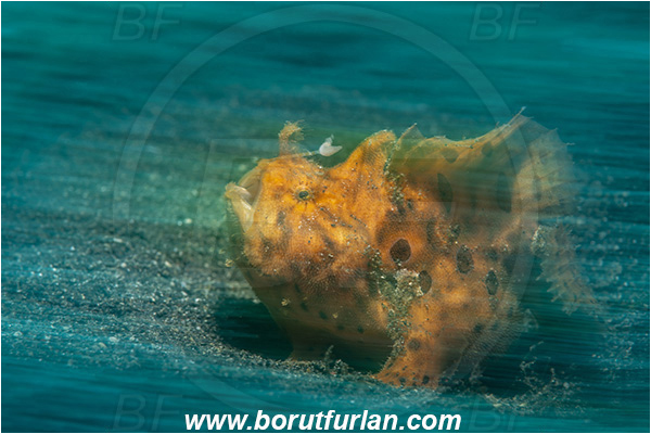 Lembeh strait, Sulawesi, Indonesia, Antennarius pictus, Antennarius, Antennariidae, Painted frogfish, Frogfish, Fish, Motion blur