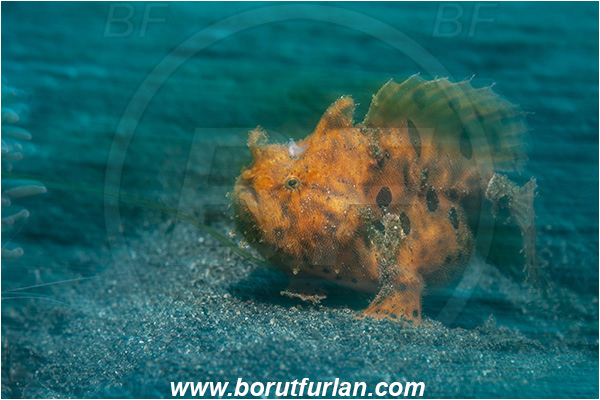Lembeh strait, Sulawesi, Indonesia, Antennarius pictus, Antennarius, Antennariidae, Painted frogfish, Frogfish, Fish, Motion blur