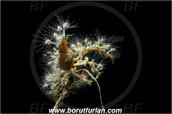 Lembeh strait, Sulawesi, Indonesia, Achaeus spinosus, Achaeus, Inachinae, Decapoda, Spiny Spider Crab, Crab, Crustacea, Crustacean, Backlit, Backlight