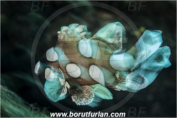 Lembeh strait, Sulawesi, Indonesia, Plectorhinchus chaetodonoides, Plectorhinchus, Haemulidae, Harlequin sweetlips, Sweetlips, Fish, Juvenile, Blur, Motion blur