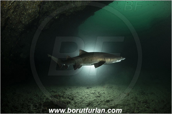 Aliwal shoal, Umkomaas, South Africa, Indian ocean, Carcharias taurus, Carcharias, Odontaspididae, Elasmobranchii, Sand tiger shark, Spotted ragged-tooth shark, Shark, Fish, Backlight, Backlit