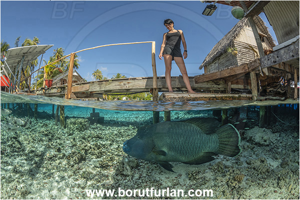French Polynesia, Tuamotu Archipelago, Fakarava atoll, Pacific ocean, Cheilinus undulatus, Cheilinus, Labridae, Napoleon Wrasse, Humphead wrasse, Wrasse, Fish, Over-under, Split-shot, Girl